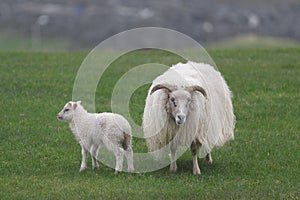 Icelandic sheep ÃÂ­slenska sauÃÂ°kindin photo