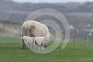 Icelandic sheep ÃÂ­slenska sauÃÂ°kindin photo