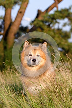 Icelandic sheepdog