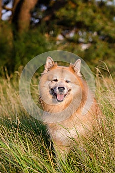 Icelandic sheepdog photo