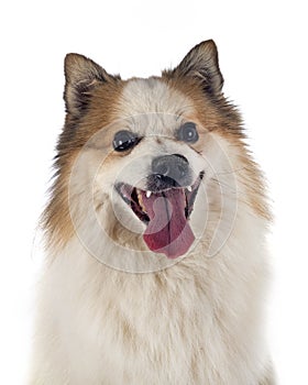 Icelandic Sheepdog in studio