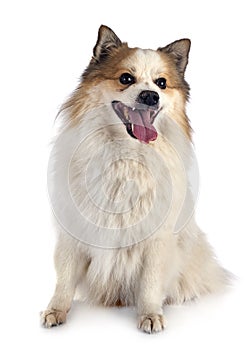 Icelandic Sheepdog in studio