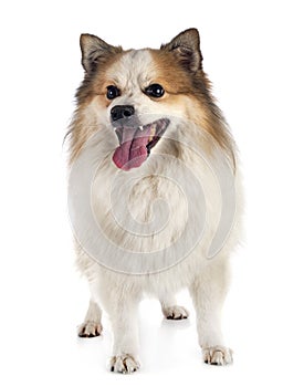 Icelandic Sheepdog in studio