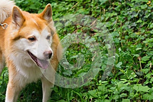 Icelandic Sheepdog Typical Home Pet Walking Around Daytime Stroll Park Happy Tongue Cute Pretty Animal