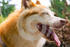 Icelandic Sheepdog Typical Home Pet Walking Around Daytime Stroll Park Happy Tongue Cute Pretty Animal