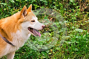 Icelandic Sheepdog Typical Home Pet Walking Around Daytime Stroll Park Happy Tongue Cute Pretty Animal