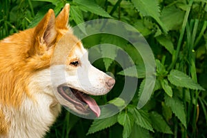 Icelandic Sheepdog Typical Home Pet Walking Around Daytime Stroll Park Happy Tongue Cute Pretty Animal