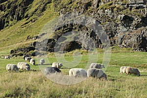 Icelandic sheeps grazing surrounded by mountain