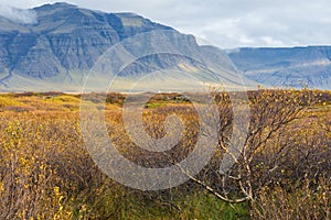 Icelandic tree in autumn with mountain in background