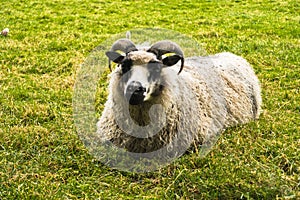 Icelandic tup is resting on a green meadow