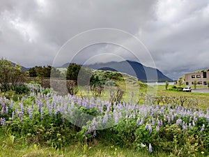 Icelandic violet blooming lupins in scenic view with misty mountains