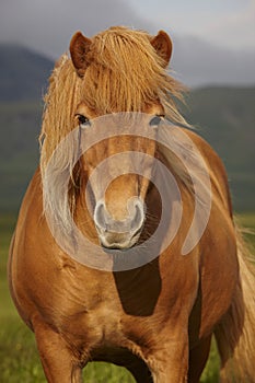 Icelandic wild horse closeup