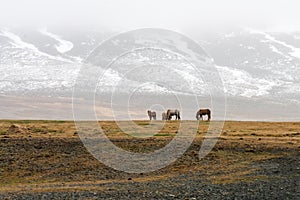 Icelandic wild horses in the harsh climate of Iceland. Snow covered mountains in the background with foggy weather.