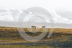 Icelandic wild horses in the harsh climate of Iceland. Snow covered mountains in the background with foggy weather.