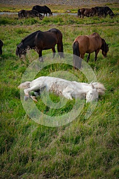 Icelandic wild horses in a peaceful meadow, grass, white horse