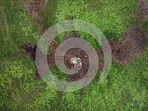 Icelandic wild horses in a peaceful meadow, top view