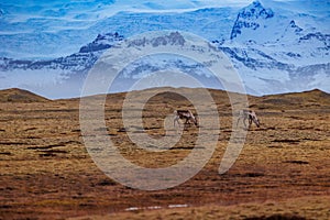 Icelandic wildlife living on frosty lands