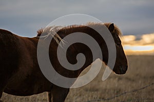 Icelandioc horse in the wild sunset