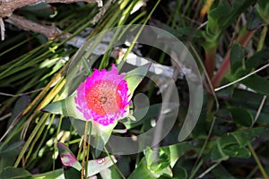 Iceplant (Carpobrotus glaucescens) with fleshy leaves in bloom : (pix Sanjiv Shukla)