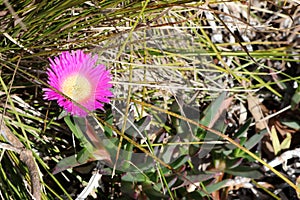 Iceplant (Carpobrotus glaucescens) with fleshy leaves in bloom : (pix Sanjiv Shukla)