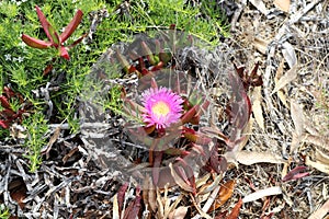 Iceplant (Carpobrotus glaucescens) with fleshy leaves in bloom : (pix Sanjiv Shukla)