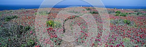 Iceplant and coreopsis on Anacapa Island