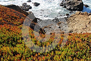 Iceplant grows on a cliff above a rocky beach, Cambria CA.