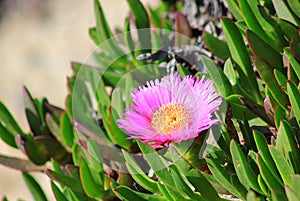 Iceplant Pink Flower on a beach slope