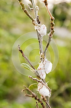 Icerya Purchasi Cottony Cushion Scales On A Pigeon Peas Tree