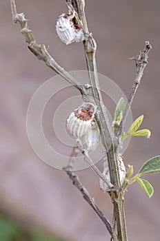 Icerya Purchasi Cottony Cushion Scales On Pigeon Peas Tree