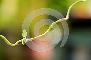 Icevine, pareira brava,cissampelos pareira green leaves on nature background