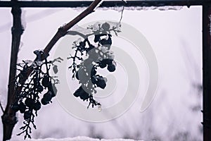 Icewine Grapes