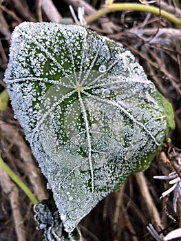 icey dew on a frozen plant in the winter in amsterdam