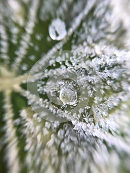 icey dew on a frozen plant in the winter in amsterdam