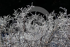 Icey frosted branches photo