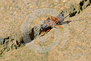 Ichneumon fly