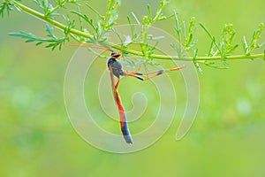 Ichneumon fly