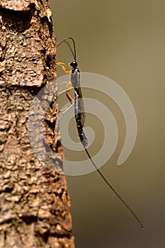 Ichneumon fly