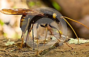 Ichneumon fly drilling bark