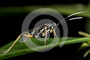 Ichneumon wasp