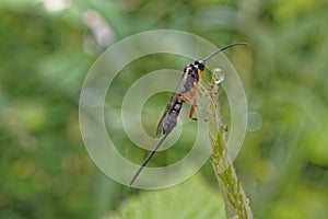 Ichneumon wasp