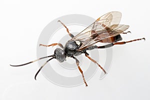 The Ichneumon Wasp (Coelichneumon viola)