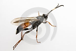The Ichneumon Wasp (Coelichneumon viola)