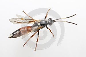 The Ichneumon Wasp (Coelichneumon viola)