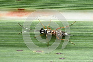 Ichneumon Wasp on Corn Leaf