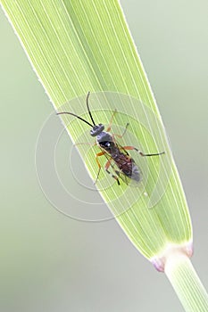 Ichneumon wasp, Diplazon laetatorius