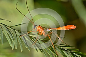 Ichneumon wasp (Enicospilus) on a leaf, ventral view.