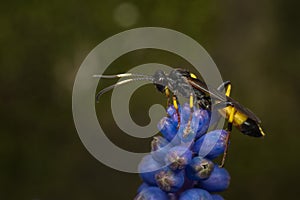 Ichneumon wasp on a globe hyacinth flower