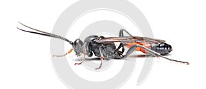 Ichneumon wasp