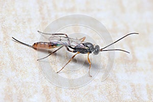 Ichneumon wasp, Ichneumonidae, posed on a wall looking for preys